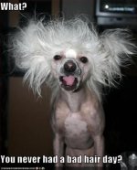 bad-hair-day-funny-pictures.jpg