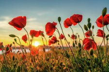 red-poppies-at-sunset-ina-hensel.jpg