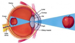 Dr-Tai-Smith-Optical-Illusion.png