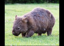 bare-nosed-wombat.jpeg