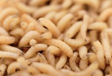 maggots_lede_photo_bigstock_2100-768x526.jpg