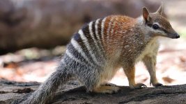numbat-feature-image.jpg