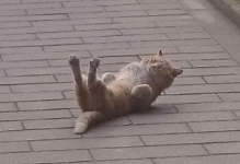 1746706350716.png