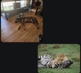 Screenshot_20250517_102955_Gallery.png