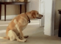 dog_scoot_butt.gif