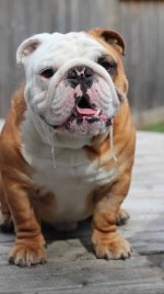 bulldog.jpeg
