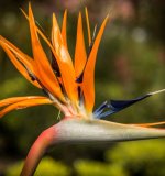 Strelitzia.jpg