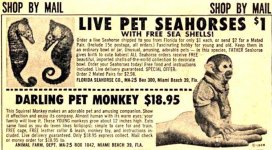 pet-monkey-photo-u1.jpg