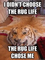 Tigers_In Stiches.jpeg