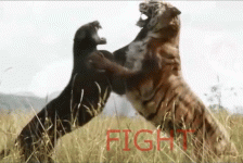 FTvP.gif