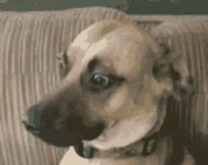 Dog.gif