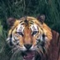 Tiga