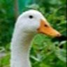 farmduck