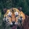 Tiga