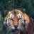 Tiga